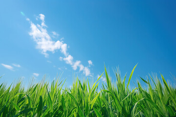 Obraz premium Low angle photo of a stripe of lush green grass under a bright blue sky