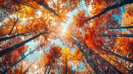 View from the ground looking up at tall deciduous trees with vibrant autumn leaves in shades of orange, red, and yellow.
