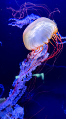 SUMIDA AQUARIUM