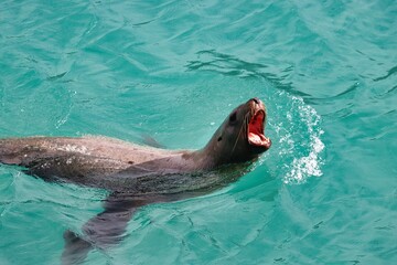 Obraz premium Glacier Bay, Alaska