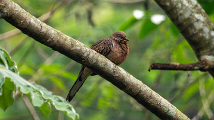 bird on a branch