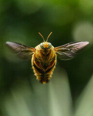 bee on yellow flower