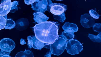 Obraz premium SUMIDA AQUARIUM