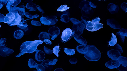 SUMIDA AQUARIUM © Leo