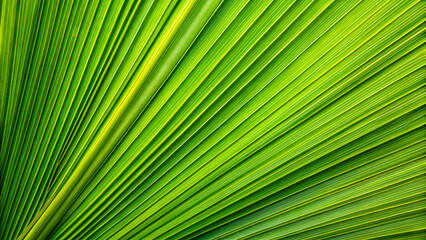 Obraz premium Palm leaf texture - close-up. 