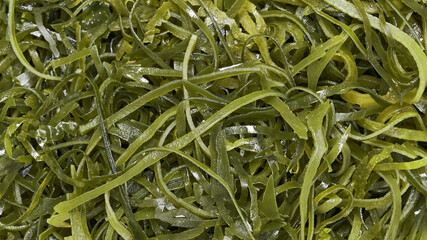 top view flat lay kelp seaweed laminaria strip texture background.
