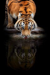 Adult tiger drink water and reflection. Animal on dark background