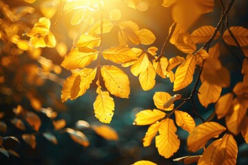 Obraz premium A picture of sunlight shining through the leaves of a tree, great for use in environmental or nature-themed contexts