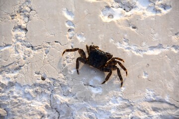 crab on a rock