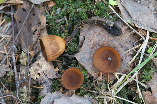 Anemone cup, Dumontinia tuberosa, also called Sclerotinia tuberosa, cup fungus growing parasitic on wood anemone in Finland