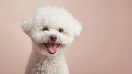 Portrait photography of a cute little Bichon Frise happy smiling , studio shot isolated on single color background ,editorial style, shoot by DSLR .
