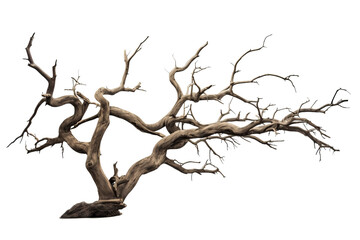 Fototapeta premium Dead tree illustration with transparent background in PNG style for design projects and visual creations