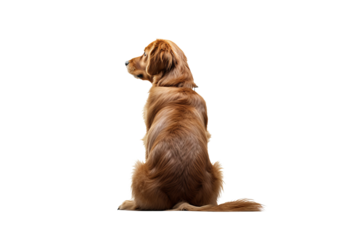 Back view of a dog isolated on white background in PNG format for transparent background applications