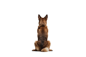 Back view of a dog isolated on white background in PNG format for transparent background applications