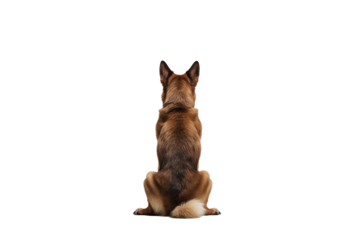 Back view of a dog isolated on white background in PNG format for transparent background applications