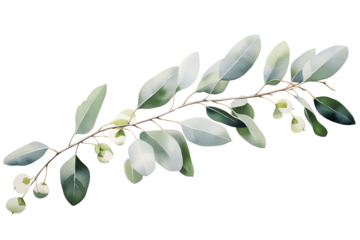 High-quality eucalyptus branch PNG image with white background for botanical and nature-themed design projects