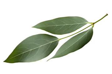 Eucalyptus leaf PNG illustration on transparent background for design projects and botanical themes