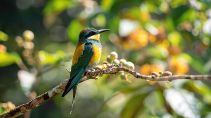 Fototapeta premium Bee eater perched on branch in Ella Sri Lanka