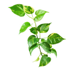Fototapeta premium Lush Pothos Plant with Variegated Leaves for Home and Office Decor, Perfect for Enhancing Indoor Spaces