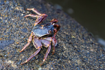 テトラポッドに乗るショウジンガニ（イワガニ科）。

日本国静岡県伊豆半島賀茂郡南伊豆町中木から渡し船で渡るヒリゾ浜にて。
2024年6月撮影。

Shojingani crab (Plagusia Dentipes) riding on a tetrapod.
