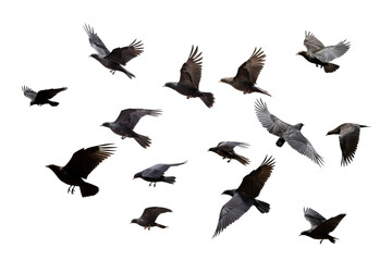 Fototapeta premium Flock of birds in flight on transparent background for easy decorating projects, PNG style with white background