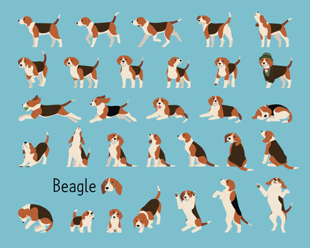 A collection of lively beagles. flat vector illustration.