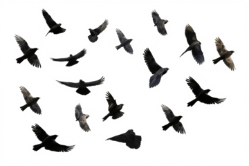 Flock of birds in flight with transparent background for easy decoration projects in PNG style