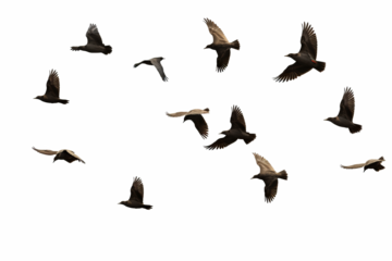 Flock of birds in flight with transparent background for easy decoration projects in PNG style