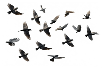Flock of birds in flight with transparent background for easy decoration projects in PNG style