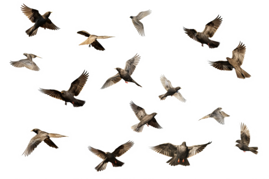 Flock of birds in flight with transparent background for easy decoration projects in PNG style