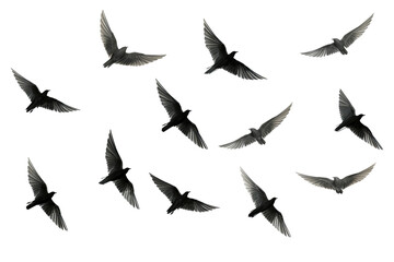 Obraz premium Flock of birds in flight with transparent background for easy decoration projects in PNG style