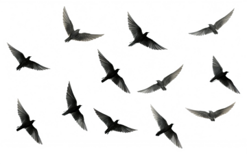 Flock of birds in flight with transparent background for easy decoration projects in PNG style