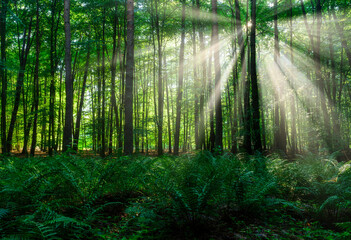 Fototapeta premium Sunny morning in the forest
