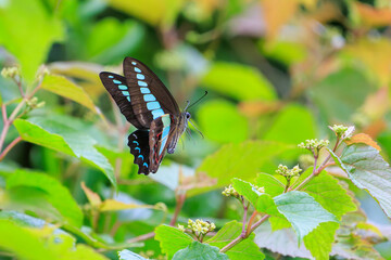 花の間を飛び回る美しいアオスジアゲハ（アゲハチョウ科）。

日本国静岡県伊豆半島賀茂郡南伊豆町妻良。
2024年6月撮影。


A beautiful Common Bluebottle (Graphium sarpedon, swallowtail butterfly) flitting among the flowers.
