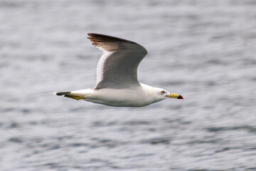 Fototapeta premium 飛翔する美しいウミネコ（カモメ科）。 日本国静岡県伊豆半島賀茂郡南伊豆町妻良。 2024年6月撮影。 Beautiful Black-tailed gull (Larus crassirostris) in flight.