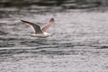 飛翔する美しいウミネコ（カモメ科）。
日本国静岡県伊豆半島賀茂郡南伊豆町妻良。
2024年6月撮影。
Beautiful Black-tailed gull (Larus crassirostris) in flight.

