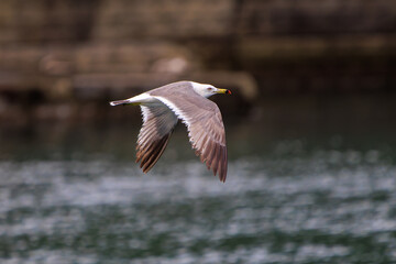 飛翔する美しいウミネコ（カモメ科）。
日本国静岡県伊豆半島賀茂郡南伊豆町妻良。
2024年6月撮影。
Beautiful Black-tailed gull (Larus crassirostris) in flight.

