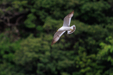 飛翔する美しいウミネコ（カモメ科）。
日本国静岡県伊豆半島賀茂郡南伊豆町妻良。
2024年6月撮影。
Beautiful Black-tailed gull (Larus crassirostris) in flight.

