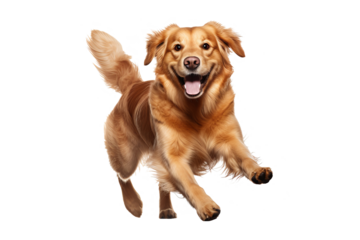 Golden retriever dog running and jumping happily on transparent background, isolated PNG image of playful golden retriever in mid-air, ideal for pet-themed designs, joyful canine actions, and dynamic 