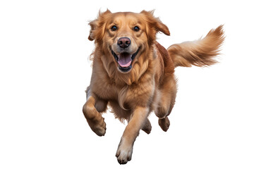 Golden retriever dog running and jumping happily on transparent background, isolated PNG image of playful golden retriever in mid-air, ideal for pet-themed designs, joyful canine actions, and dynamic 
