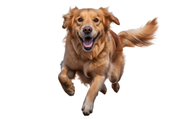 Golden retriever dog running and jumping happily on transparent background, isolated PNG image of playful golden retriever in mid-air, ideal for pet-themed designs, joyful canine actions, and dynamic 
