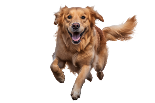 Golden retriever dog running and jumping happily on transparent background, isolated PNG image of playful golden retriever in mid-air, ideal for pet-themed designs, joyful canine actions, and dynamic 