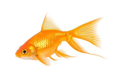 Fototapeta premium Goldfish PNG illustration with transparent background for aquatic-themed designs and creative projects