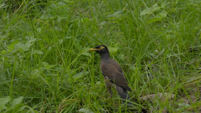 The mynas birds, fauna, colorful, white, avian, background, environment, outdoor, green, park, branch, beak, close up, forest, natural, wild, black, nature, birdwatching, wing, starling, tropical