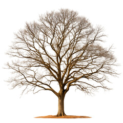 bare tree on transparent background