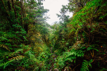 Magical misty green forest with waterfalls in Levada do Norte, Madeira island, Portugal. PR17 Pinaculo e Folhadal