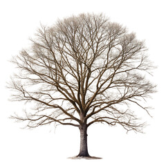 bare tree on transparent background