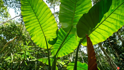 Philodendron erubescens is a species of flowering plant in the family Araceae, native to Colombia
