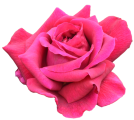 pink rose