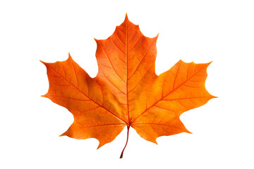 Obraz premium Maple autumn leaf PNG illustration with transparent background, perfect for seasonal designs, fall-themed projects, nature-inspired artworks, and decorative elements